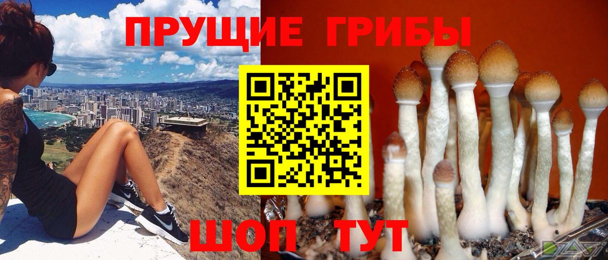 Нерюнгри  Псилоцибиновые грибы Psilocybe  Вход с VPN  Псилоцибиновые грибы MAGIC MUSHROOMS 